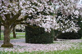 White magnolia large tree branches with flowers in blossom in spring time and petals on green grass