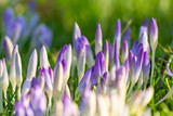 Blühende Krokusse auf grüner Wiese im Frühling. Krokus im Frühling.