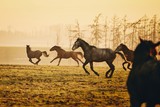Herd of horses at sunset