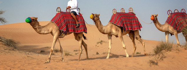 Camels safari in the sand dunes during tourists desert rides in Dubai, United Arab Emirates