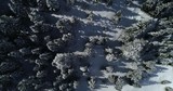 drone video of winter landscapes in the forest