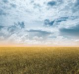 autumn fields