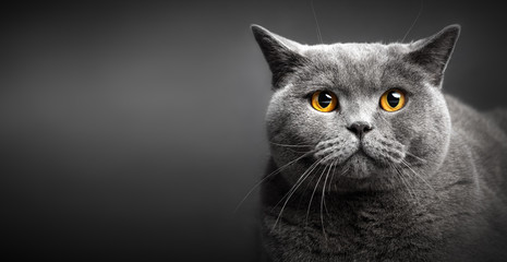 Portrait of British shorthair cat on black.