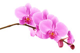 Orchids flowers on banch isolated.