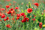 red poppies flower in spring season landscape
