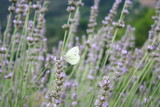 papillon blanc dans les lavandes d'été en provence