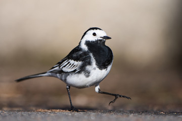 White Wagtail, Pied Wagtails, Wagtails, Motacilla alba