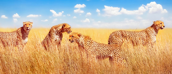 Group of cheetahs in the African savannah. Africa, Tanzania, Serengeti National Park. Banner design.