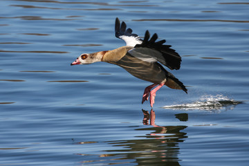 Duck in flight