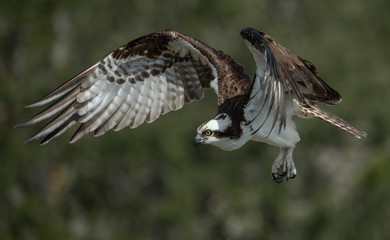 Osprey 