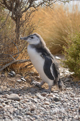  image of a penguin