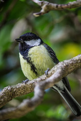 Great Tit Bird