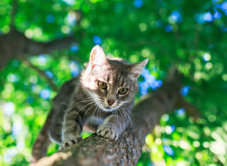 portrait of a cute striped kitten sits high on a bright green tree in a sunny spring garden and looks down