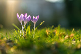 Three crocusses on a sunny day in spring