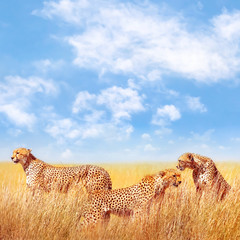 Group of cheetahs in the African savannah. Africa, Tanzania, Serengeti National Park. Square image. Copy space.