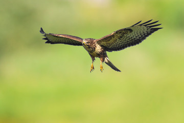 Common buzzard, Buteo Buteo, in flight above a green meadow