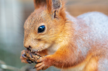 Squirrel eating in the park