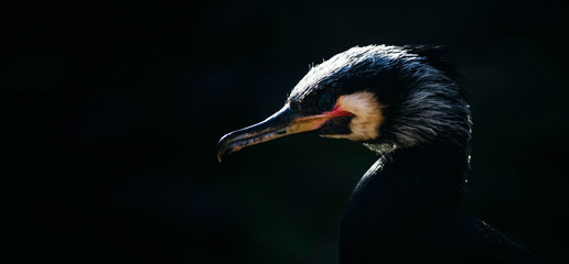 Cormorant portrait on dark background. Close-up. Unrecognizable place. Selective focus