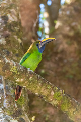 Emerald toucanet, Aulacorhynchus prasinus, beautiful bird in Costa Rica