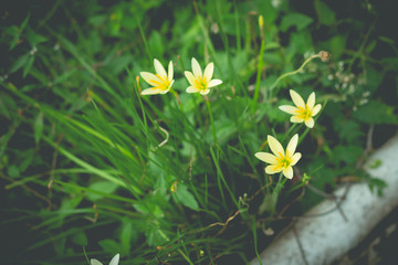 Little yellow flowers in the green garden