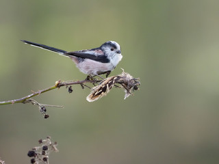 Long-tailed tit, Aegithalos caudatus