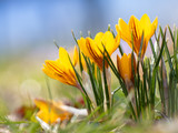 Frühlingsblüher im Park
