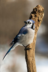 Beautiful photo of a Blue Jay (Cyanocitta cristata) standing on a stump searching for food.