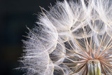 macro photo of dandelion seeds with water drops