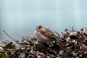 bird on a bush