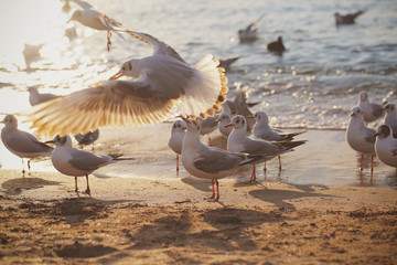 seagulls fly near the sea