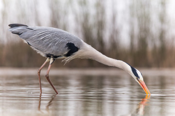 Grey Heron