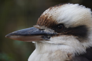 Vogel hoffd