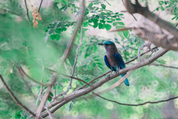 blue flycatcher bird on branch of big tree