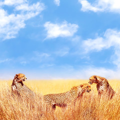 Group of cheetahs in the African savannah. Africa, Tanzania, Serengeti National Park.  Wild life of Africa.