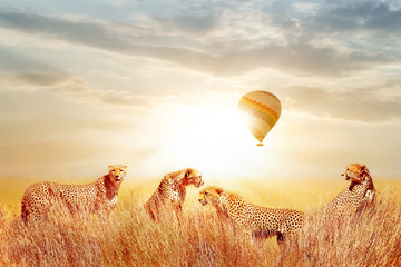 Group of cheetahs in the African savannah against beautiful sky and balloon. Tanzania, Serengeti National Park.  Wild life of Africa.