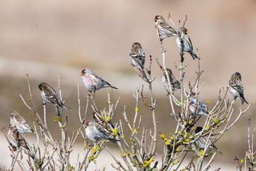 Rosefinches on the bush.