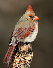 Beautiful photo of a female Northern Cardinal (Cardinalis cardinalis) perched on a tree stump in front of a dark background.