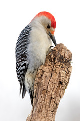 Beautiful photo of a Male Red-bellied Woodpecker (Melanerpes carolinus) holding and eating a sunflower seed on a tree stump.