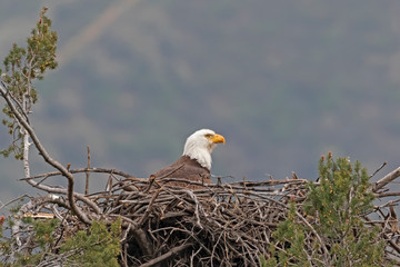 Bald eagle nesting in Los Angeles mountains 