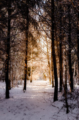 Forêt de Choisy Haute-Savoie Rhône-Alpes-Auvergne