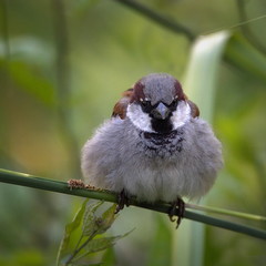 Spatz Sperling Sparrow