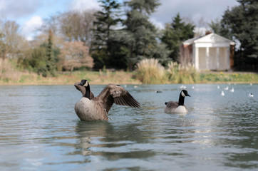 ducks on the lake