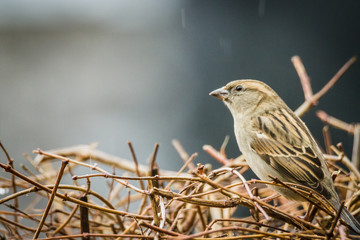 sparrow looking forward