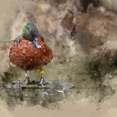 Watercolour painting of Portrait of Chestnut Teal Male Anas Castanea duck bird on water in Spring