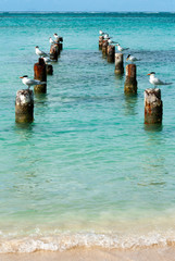 oiseaux sur une plage des Caraïbes