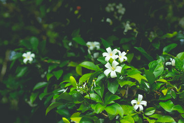 Little white flowers in the green garden