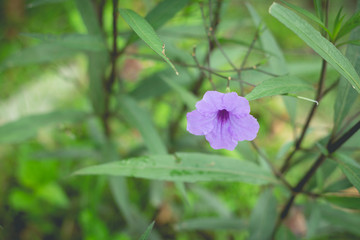 Little purple flowers in the green garden