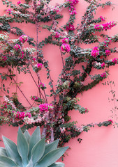 Canary island.  Tropical green and flowers. Plants on pink concept