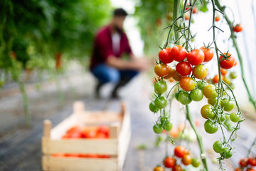 Ripe organic tomatoes growing on a branch in a greenhouse