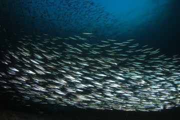 Shoal of juvenile Barracuda fish 